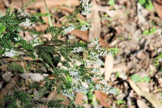 Rock Heath Myrtle  (Thryptomene saxicola) with visiting honey bee, South Australia