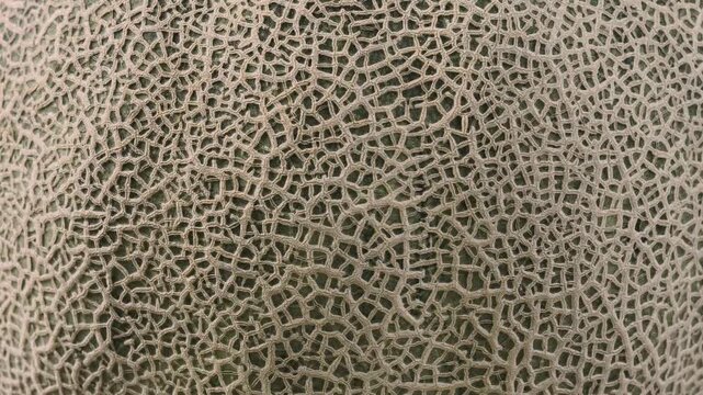 Macro texture pattern of a cantaloupe rind