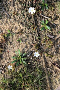 Winter flowers of Scented Sundew (Drosera aberrans), carnivorous plant, South Australia