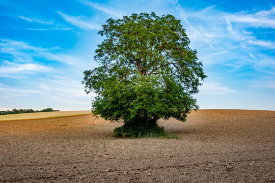 Gro&szlig;er Baum in einem Feld im Sommer