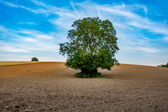 Gro&szlig;er Baum in einem Feld im Sommer