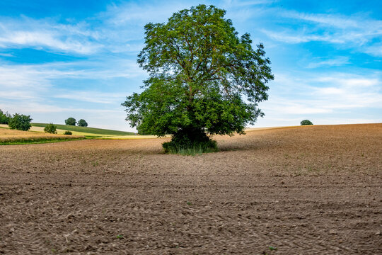 Gro&szlig;er Baum in einem Feld im Sommer