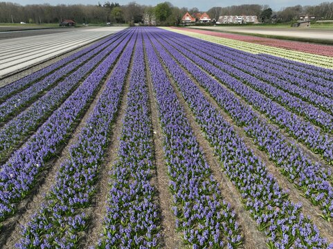 Aerial view of vibrant purple hyacinth flower fields in rows stretching towards the horizon with distant houses and trees in Lisse, South Holland, Netherlands.