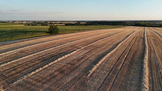 Drone view of harvested wheat fields at sunset near Baracs