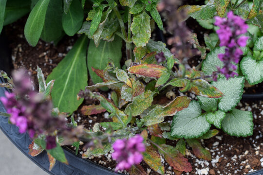 Top-down close-up showing salvia plant with purple flower and leaves covered in white powdery mildew fungus inside black pot