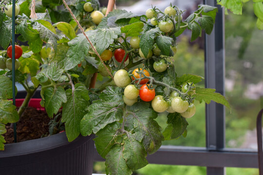Close-up side view showing cherry tomato plant with green and ripening red fruit growing in black container on balcony