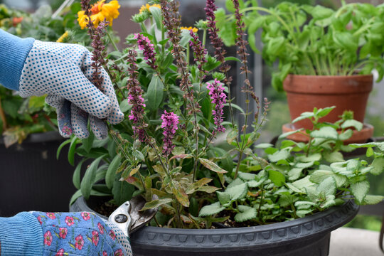 Side view close-up showing gloved hand using pruning shear to cut stem of mildew-infected salvia plant in container garden