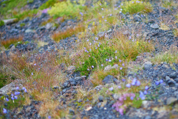 Fototapeta premium Beautiful wild flowers blooming on a summer day in Iceland.