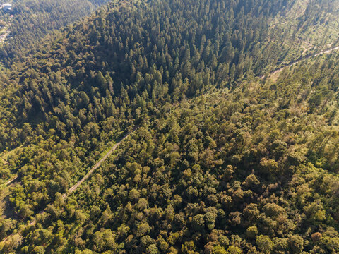 Bosque de con&iacute;feras de alta monta&ntilde;a 