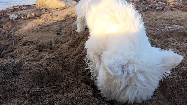 West Highland Terrier dog digging a deep hole in the sand on a beach in slow motion.
