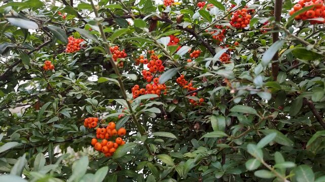 Beautiful Close Up Shot Of Firethorn Shrub With Clusters Of Vibrant Orange Berries And Green Leaves, Autumn Wild Berry Bush In Nature, Botanical Background For Seasonal Video Projects