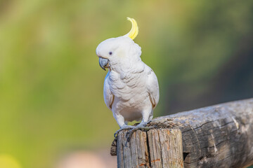 Sulphur-crested Cockatoo at the Beach © Merrillie