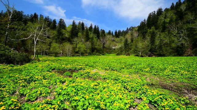 勇駒別湿原のエゾノリュウキンカ