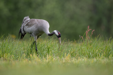 Fototapeta premium Foraging Crane in Morning Meadow