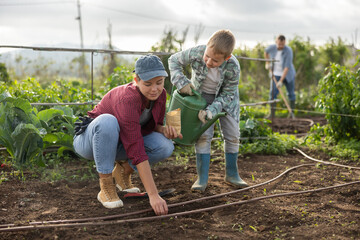 Obraz premium Woman and her son are planting seeds on a farm. Guy helps a female farmer plant seeds. Process of planting seeds in the ground