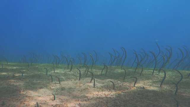 Spotted garden eels, Amed, Bali