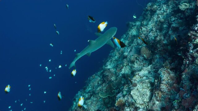 High angle underwater shot looking down on shark swimming below