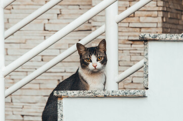 Tabby and White Cat Sitting on Steps © Antonino Visalli