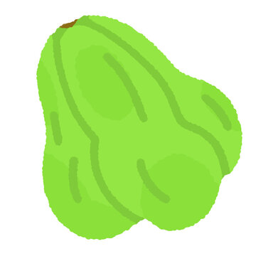 Chayote flat illustration, chayote squash sechium edule mirliton vegetable clipart