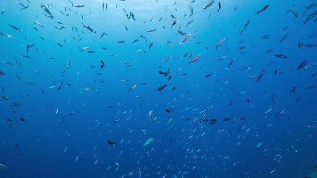 Thousands of small fish swim and feed in tropical blue water