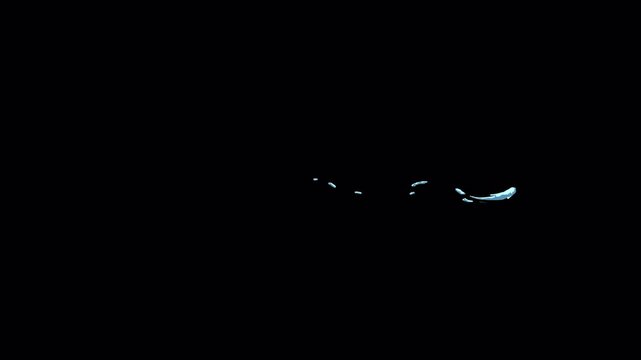 Close up of a small insect crawling on a dark surface in the dark.