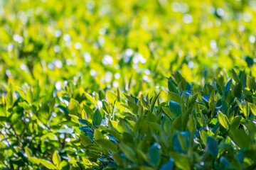 Fototapeta premium Nature of green leaf in garden at summer. Natural green leaves plants using as spring background cover page environment ecology