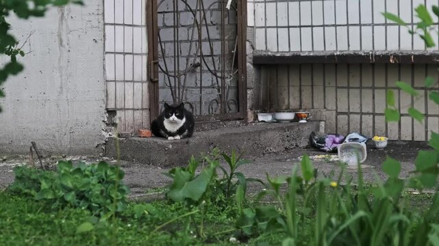 A black and white tuxedo stray cat sits patiently on a concrete step near an old building entrance. The presence of food bowls and plants suggests community care for feral animals.