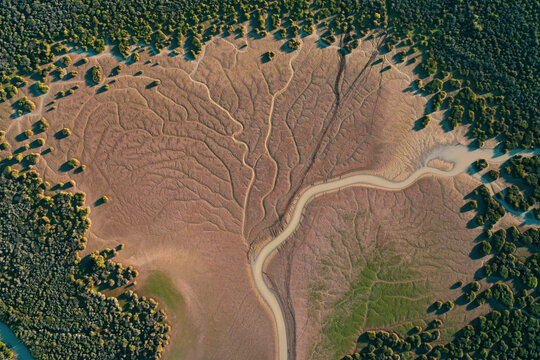 Aerial view of a tidal creek forming intricate dendritic patterns in the mudflats surrounded by dense mangrove forests in Buckingham, Queensland, Australia.