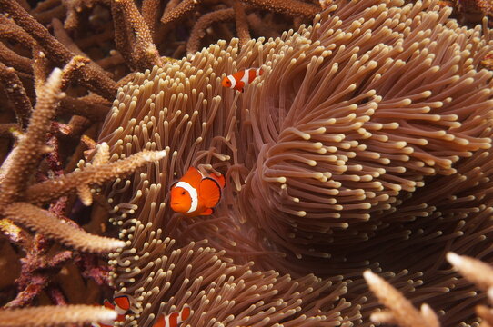 Vibrant Clownfish in Colorful Sea Anemone, Raja Ampat