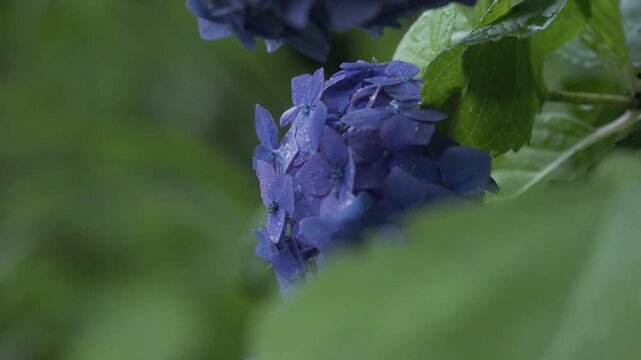 Tokyo,Japan - June 25, 2026: Closeup of blue hydrangea  in the rain
