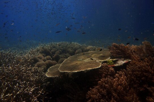 Melissa's garden dive site, Raja Ampat
