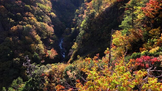 城ヶ倉渓流の紅葉
