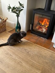 Cat in front of fireplace © Louie