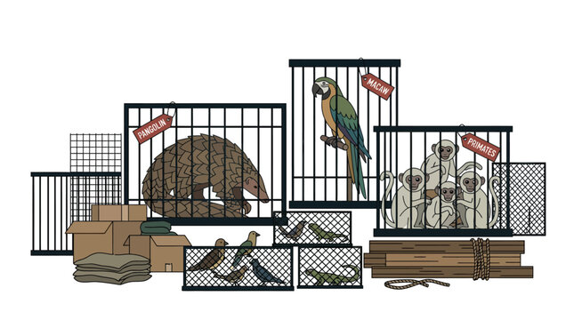 Caged wild animals representing illegal wildlife trade and trafficking.