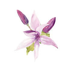 Watercolor magnolia blossom with flower buds and green leaves. Hand painted botanical illustration isolated on white background for floral design, stationery, wedding invitations and spring decor © Ekaterina