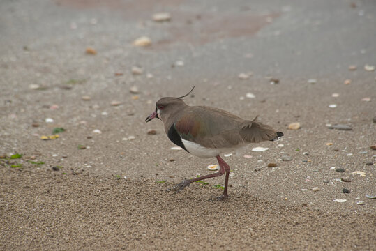 Southern lapwing bird waliking along a sandy beach shoreline , in Santa Clara del Mar , Buenos Aires province , Argentina