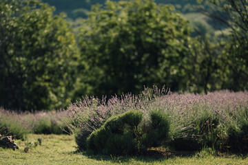 Obraz premium Lavender field blooming on a sunny day, creating a calming green and purple rural landscape with natural background