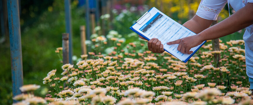 Smart farmer checking plant in eco green farm sustainable quality control. Green agriculture. Close up Hand check quality control plant tree. Farmer cultivated planting in eco Farmland biotechnology