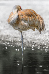 Fototapeta premium Sandhill Crane