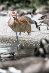 Fototapeta premium Sandhill Crane with Canada Goose