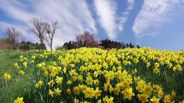 玉川公園のスイセンと雲