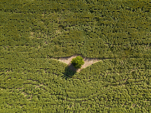 Aerial view of a solitary green tree standing in the center of a vast sunflower field with rows of crops under bright sunlight in Probuda, Targovishte Province, Bulgaria.