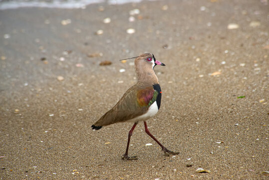 A lapwing  walking in the beach , in Santa Clara del Mar , Buenos Aires province , Argentina