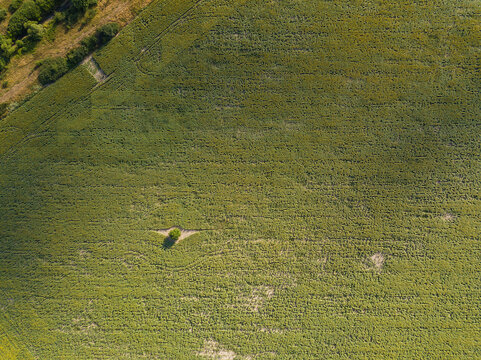 Aerial view of a vast green agricultural field with a single solitary tree standing in the center, captured from above in Probuda, Targovishte Province, Bulgaria.