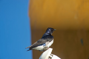 Fototapeta premium A swallow perched on an fixture display dark blue feather