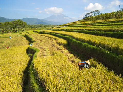 Aerial view of lush green rice terraces with a farmer harvesting crops in the foreground and a volcano rising in the distance in Magelang, Central Java, Indonesia.