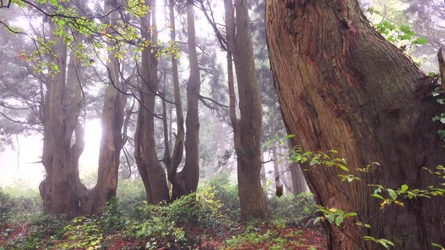 幻想の森と朝霧