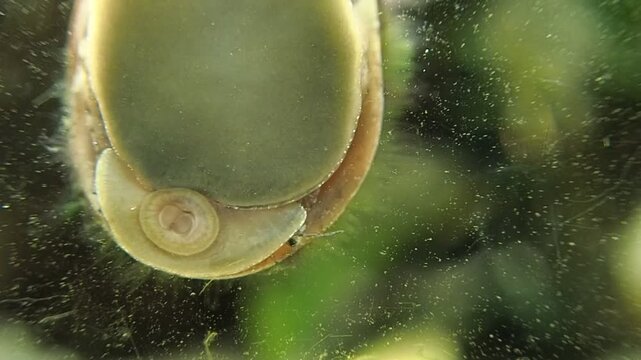 Gros plan sur un escargot dans un aquarium.