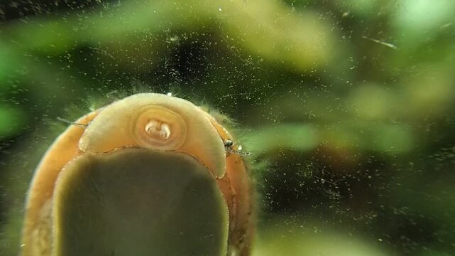 Gros plan sur un escargot dans un aquarium.