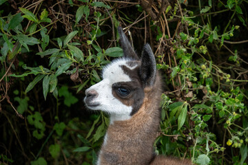 Obraz premium Close up of a baby llama at an ecolodge near Cotopaxi National Park, in Ecuador